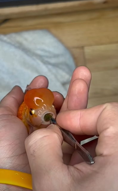 Man saves choking goldfish with tweezers.