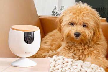 9PR: The small pet camera making a big difference for anxious owners