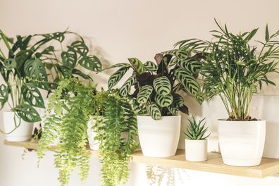 Indoor plants