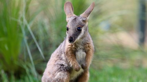 The joey was rejected by her mum at birth however she is now on track for a healthy and happy life.