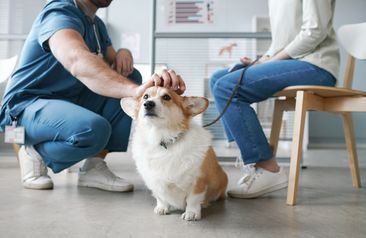 Cute fluffy welsh pembroke corgi dog enjoying cuddle of vet doctor sitting on squats in front of pet owner and consulting her in clinics