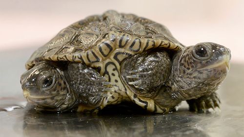 The two turtles with one body operate independently of each other.