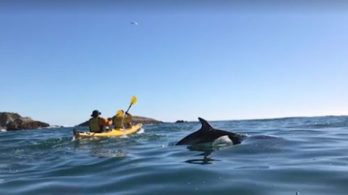 Dolphins break the surface as kayakers paddle towards the bubbles. Source: Stuff
