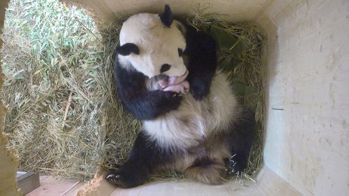 Vienna zoo hails rare birth of giant panda twins