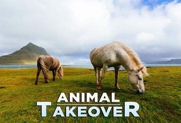 Animal Takeover