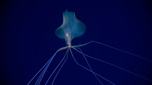 Bigfin squid 