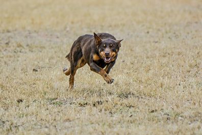 kelpie dogs