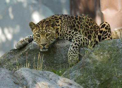 Amur leopards - China/Russia