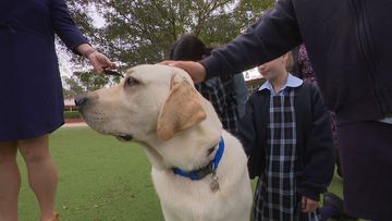 Therapy dog permanently employed at western Sydney school to help ease return to school anxiety.