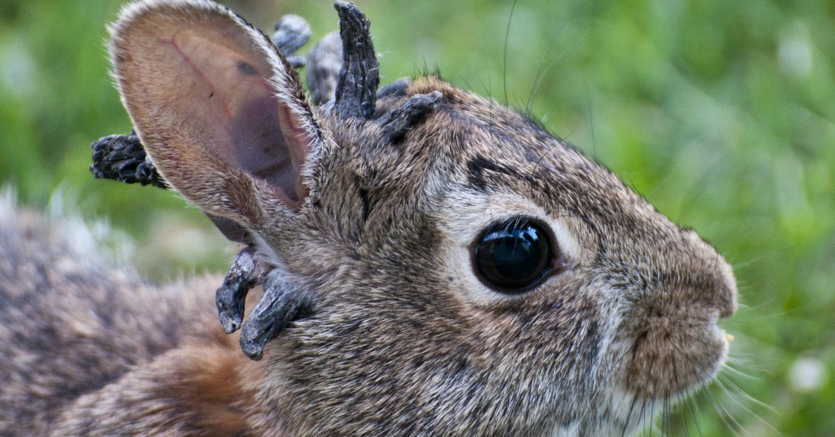 Disease makes rabbits grow ‘horns’ in US