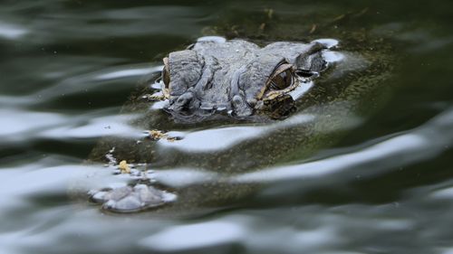 HILTON HEAD ISLAND, SOUTH CAROLINA - APRIL 15: An alligator as seen on course during the first round of the RBC Heritage on April 15, 2021 at Harbor Town Golf Links in Hilton Head Island, South Carolina.  (Photo by Sam Greenwood/Getty Images)