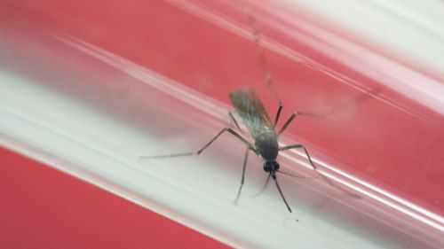 Mosquitoes, including the Aedes aegpyti mosquito, carry the virus. (AAP file image)