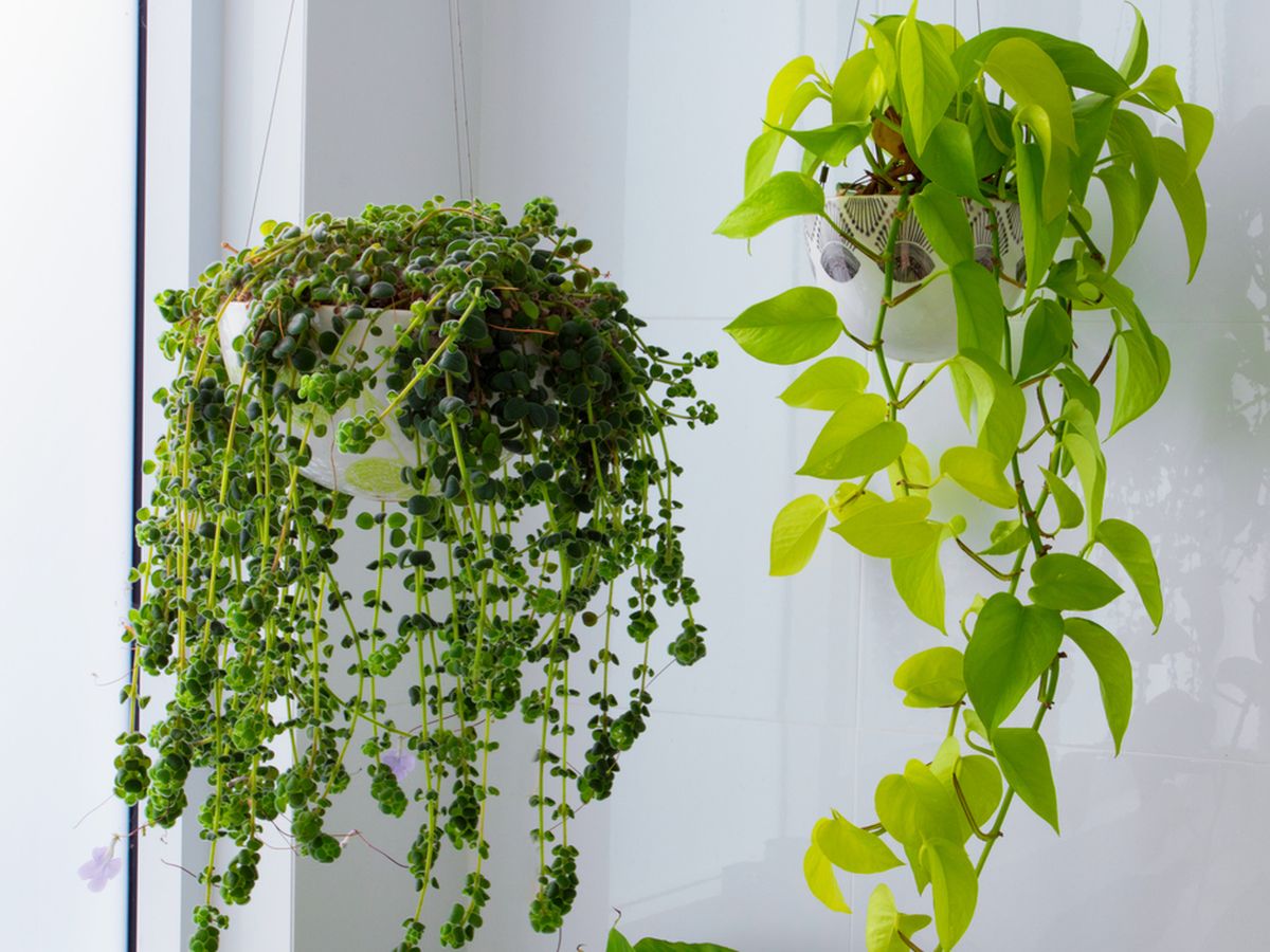 indoor trailing plants