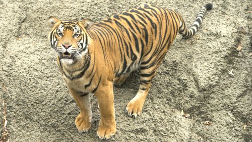 Poachers killing endangered tigers in record numbers in India