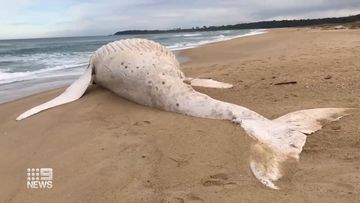 The whale which washed up on a Victorian beach.