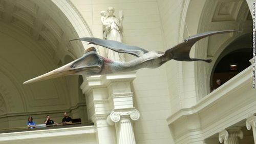 Il Field Museum di Chicago ha in mostra uno pterosauro a grandezza naturale.