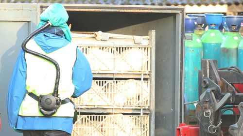 Ducks are removed after being gassed during a cull at a farm in Nafferton, East Yorkshire. (AAP)