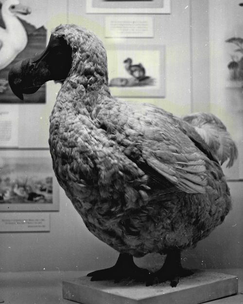 El dodo está extinto, pero ¿podría regresar a nuestros platos?