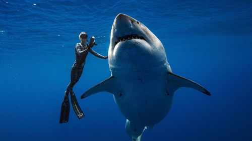 A shark researcher and advocate, swims with a large great white shark off the shore of Oahu. 
