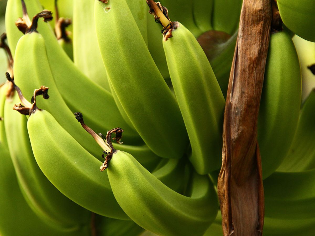 Resistant starch facts - CSIRO