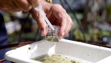 A natural resources officer with Broward County Mosquito Control takes water samples decanted from a watering jug, checking for the presence of mosquito larvae in Pembroke Pines, Florida. (AAP)