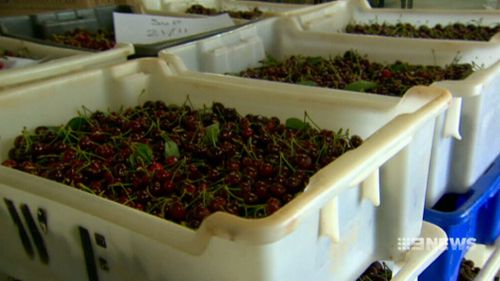 Cherry prices should be cheaper this Christmas. (9NEWS)
