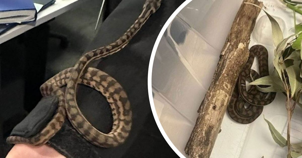 Woman arrested with python down her pants at Melbourne train station