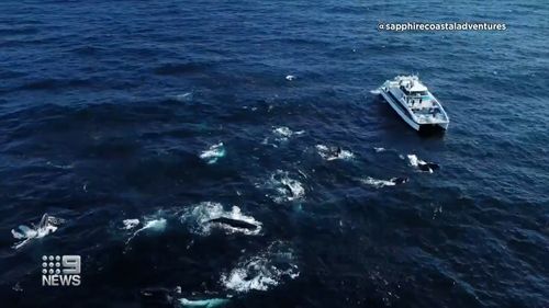 Mega-pod of over 100 humpback whales seen on the south coast of New South Wales. 