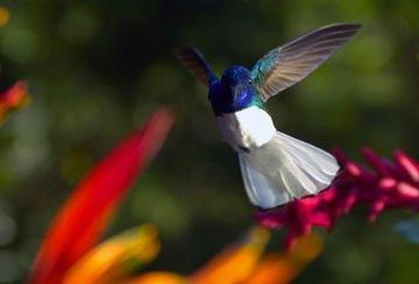 Disneynature: Wings of Life