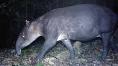 Baird's tapir 