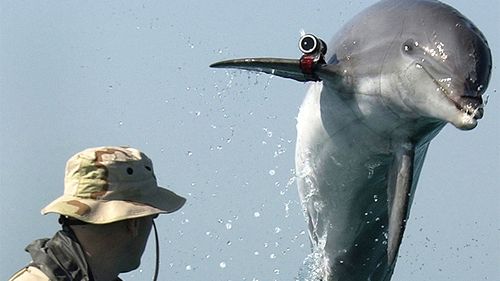 Russia seizes Ukraine navy's 'combat dolphins'