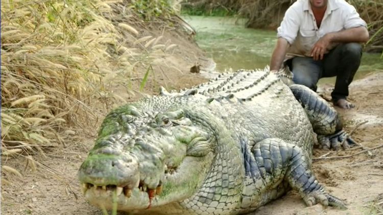 Outback Wrangler looks to save croc with tyre around its neck