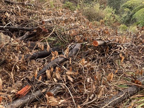 A $10,000 reward has been offered to help find who vandalised the trees.