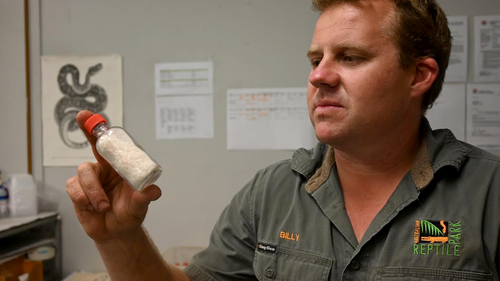 Billy Collett, directeur des opérations à l'Australian Reptile Park, tient un flacon de venin de taipan cristallisé lyophilisé. 