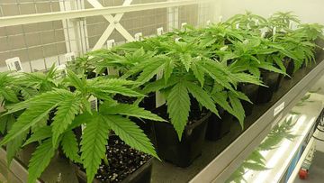 Doctors in NSW will be able to prescribe medicinal cannabis to patients. (AAP)