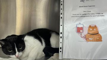 A Sydney animal hospital desperately needs donations of blood - from cats.Animal Referral Hospital (ARH) in Homebush in the city&#x27;s west, is asking Sydney cat owners to register their pets as a blood donors as supplies at the hospital reach &quot;critical levels&quot;.