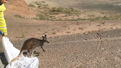 Free again, the roo heads off into the bush.