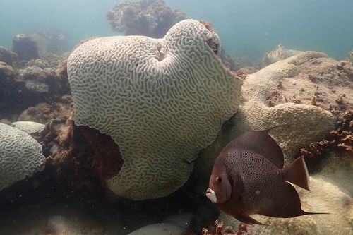 A fish swims near coral showing signs of bleaching at Cheeca Rocks off the coast of Islamorada, Florida. 