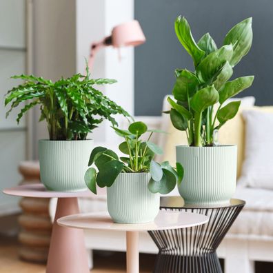 Houseplants in Elho pots