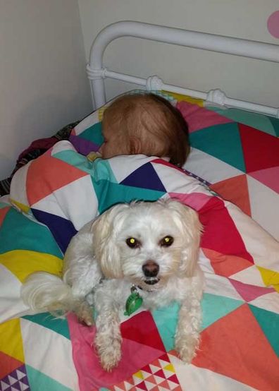 Macy and Archie, a Maltese cross poodle