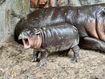 Moo Deng the viral pygmy hippo