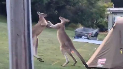 The kangaroos duke it out moments before tumbling into the tent.