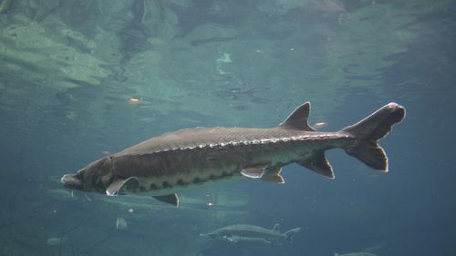 Local authorities have warned visitors that due to low water levels sturgeons are jumping out of the water more than usual. (Getty)
