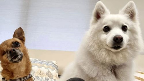 Atlas, a Japanese Spitz, was taken from outside her Fairfield home last year.