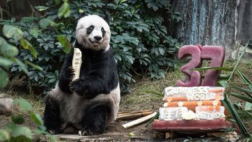 Giant panda Jia Jia eats a bamboo stick next to her cake made of ice and fruit juice to mark her 37th birthday at an amusement park in Hong Kong. (AFP)
