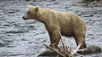 This image provided by the National Park Service shows bear bear 128 Grazer at Katmai National Park in Alaska on July 12, 2024. (T. Carmack/National Park Service via AP)