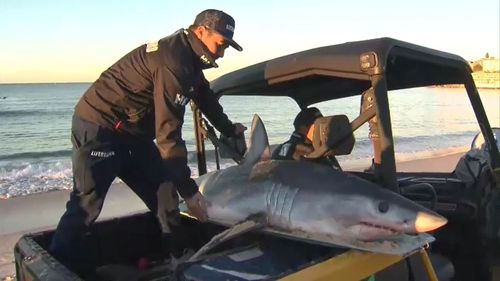 Lifeguards at the famous beach were called to remove the animal. Picture: 9NEWS.