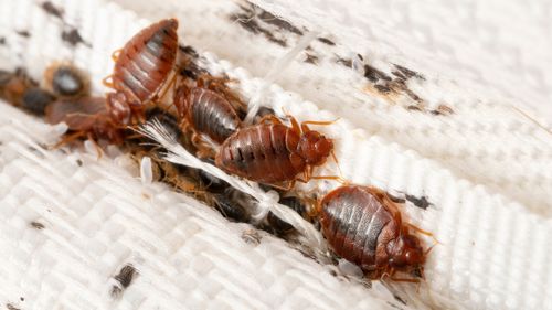 Bedbugs on furniture