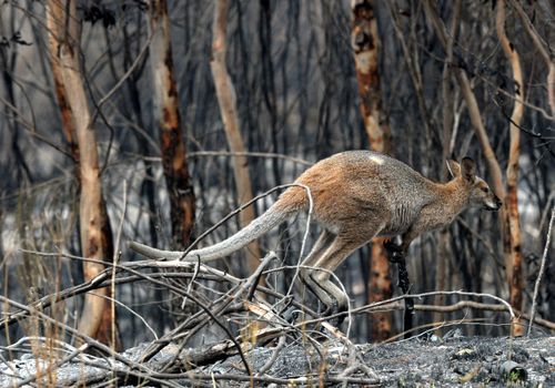 Wildlife that survived the bushfire in Wollemi National Park in Sydney graze for food, Sunday, November 17, 2019.  (AAP Image/Jeremy Piper