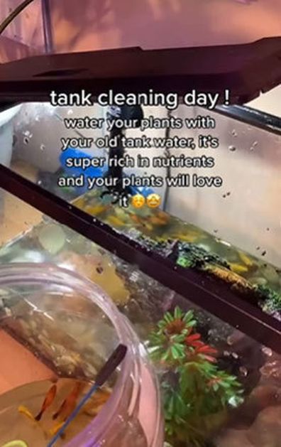 Collecting fish tank water to use on an indoor plant